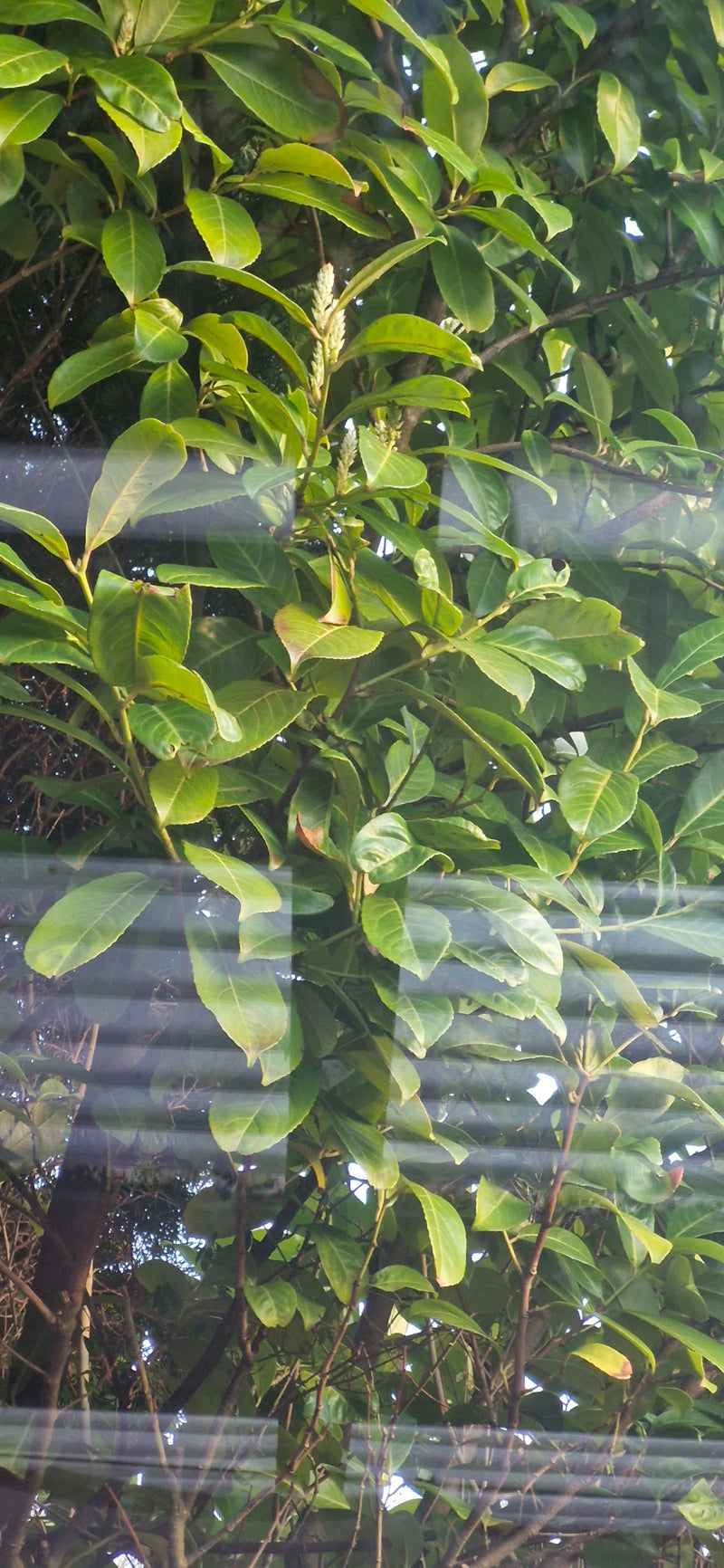 Kirschlorbeer — Bild 1