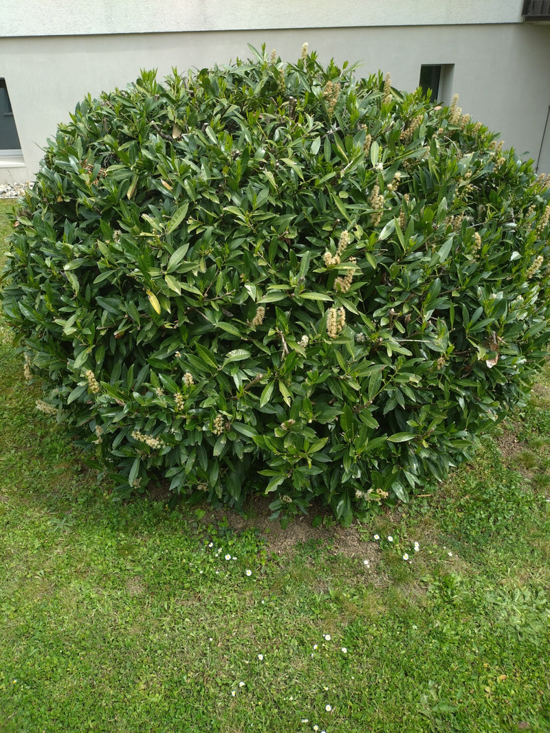 Kirschlorbeer — Bild 5