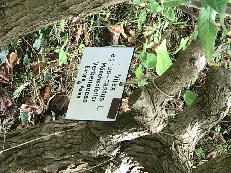 Auf dem Bild ist ein Hinweisschild mit der Aufschrift Mönchspfeffer an einer Pflanze befestigt. Im Hintergrund sind Baumrinde und grüne Blätter zu sehen.