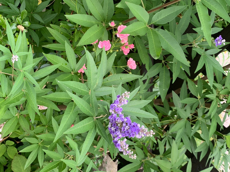 Zu sehen ist ein blühender Mönchspfeffer mit seinen typischen, handförmig gefingerten Blättern und violetten Blütenständen. Die Aufnahme zeigt die Pflanze in...
