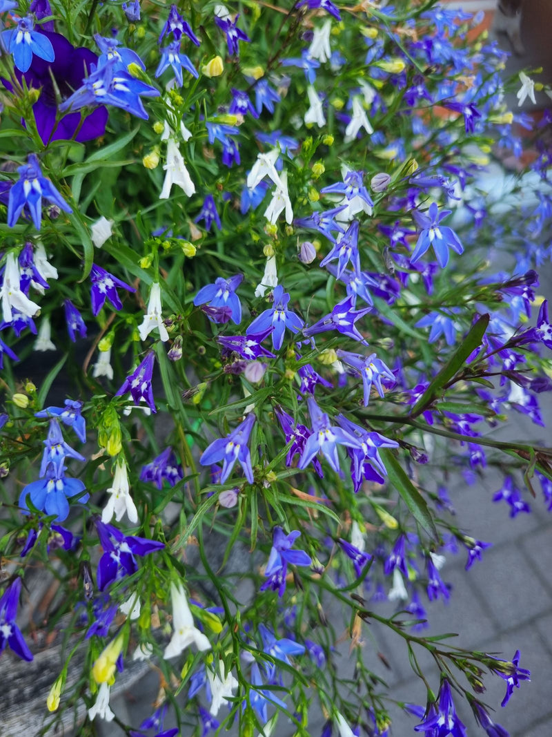 Maennertreu — Bild 3