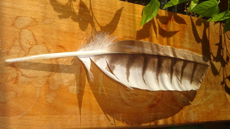 Mäusebussard — Bild 1