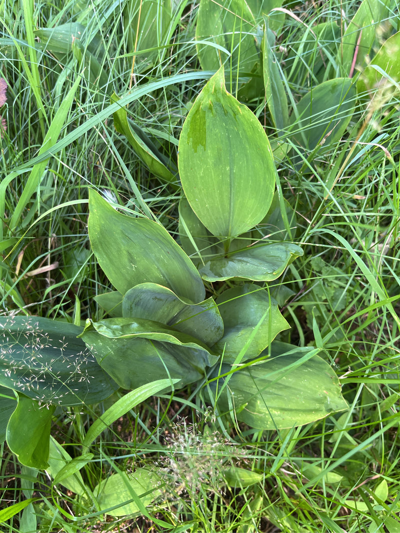 Maigloeckchen — Bild 1