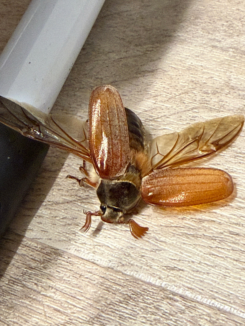 Maikäfer — Bild 5