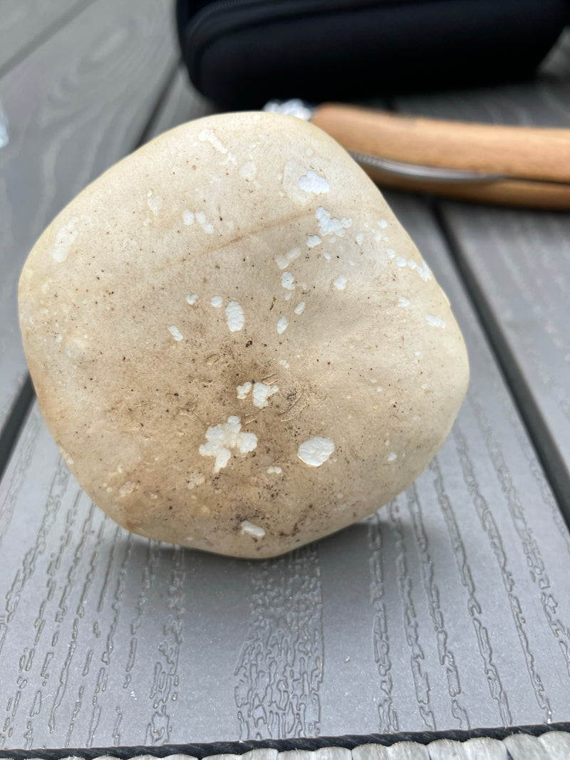 Maipilz — Bild 3
