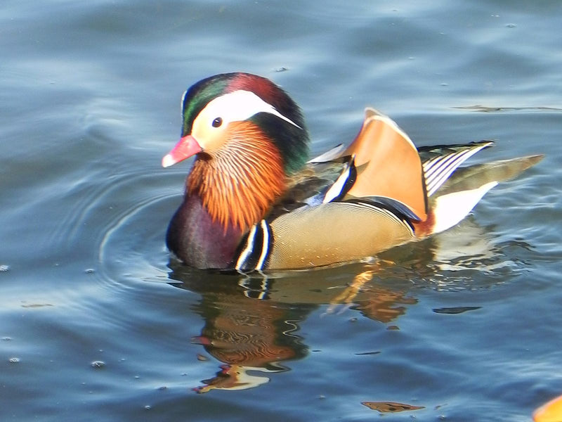 Mandarinente — Bild 2 von 2
