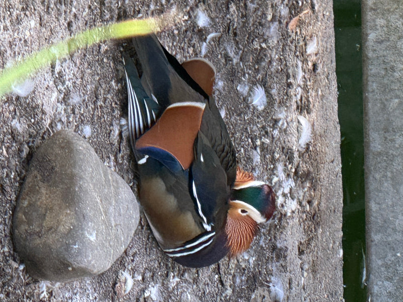 Ein ruhender Erpel der Mandarinente liegt auf einem steinigen Untergrund nahe am Wasser.