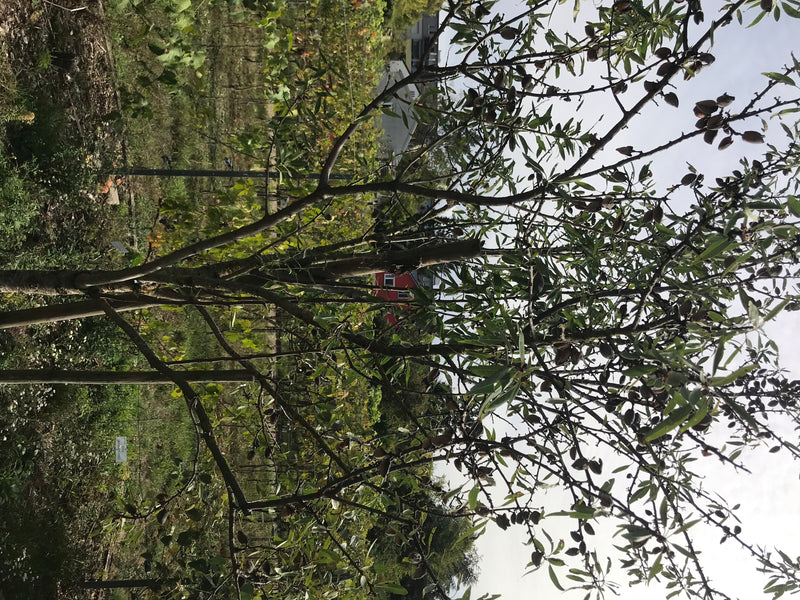 Das Bild zeigt einen ausgewachsenen Steinobstbaum mit zahlreichen Zweigen, grünen Blättern und Früchten vor einem hellen Himmel. Der Baum steht in einer natü...
