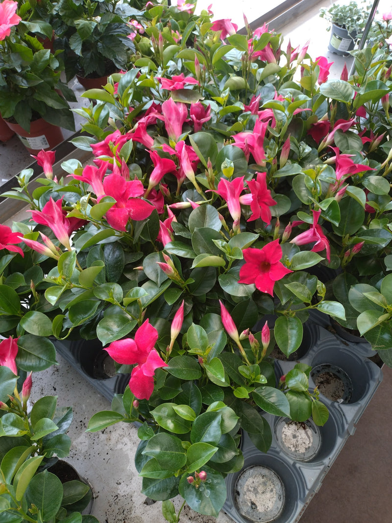 Mandevilla — Bild 5