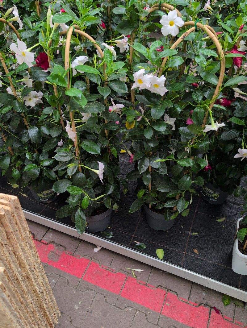 Mandevilla — Bild 4