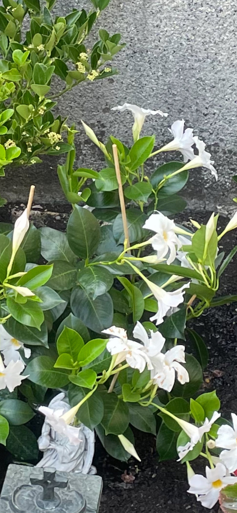 Mandevilla — Bild 3