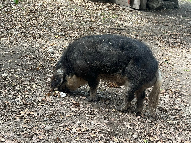 Mangalica-Schwein — Bild 1 von 6