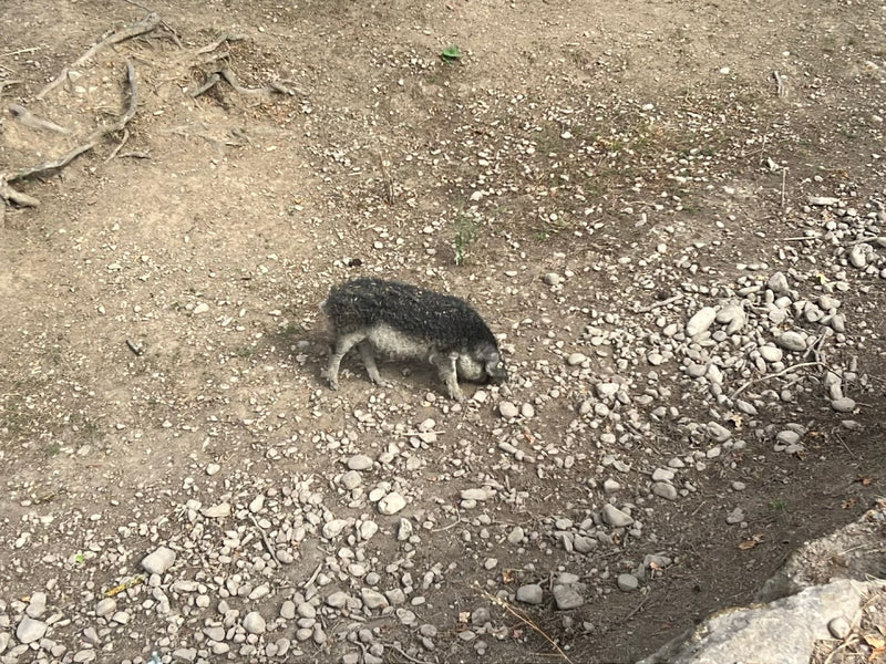 Mangalica-Schwein — Bild 3 von 6