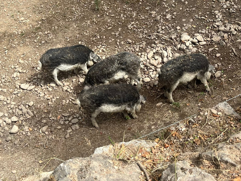 Mangalica-Schwein — Bild 2 von 6