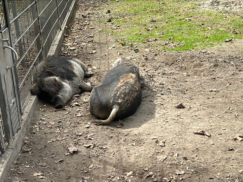 Mangalica-Schwein — Bild 4 von 6