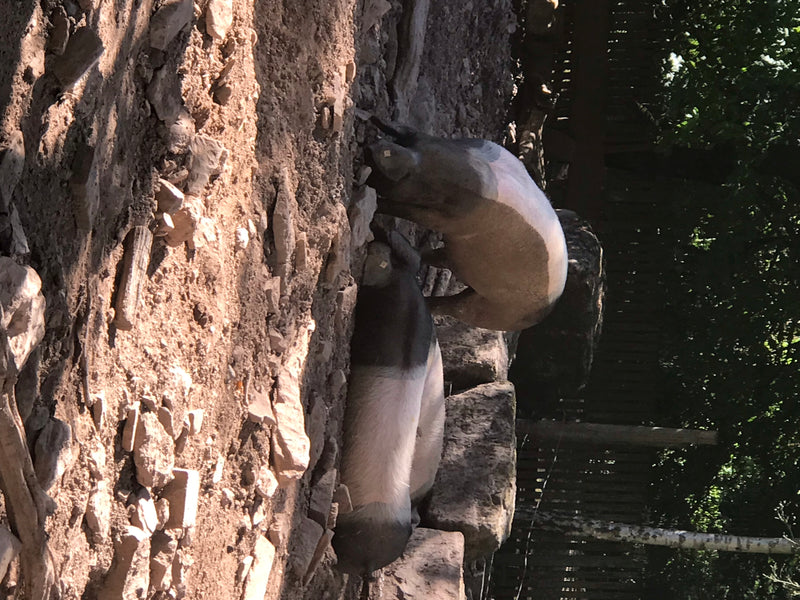 Mangalica-Schwein — Bild 5 von 6