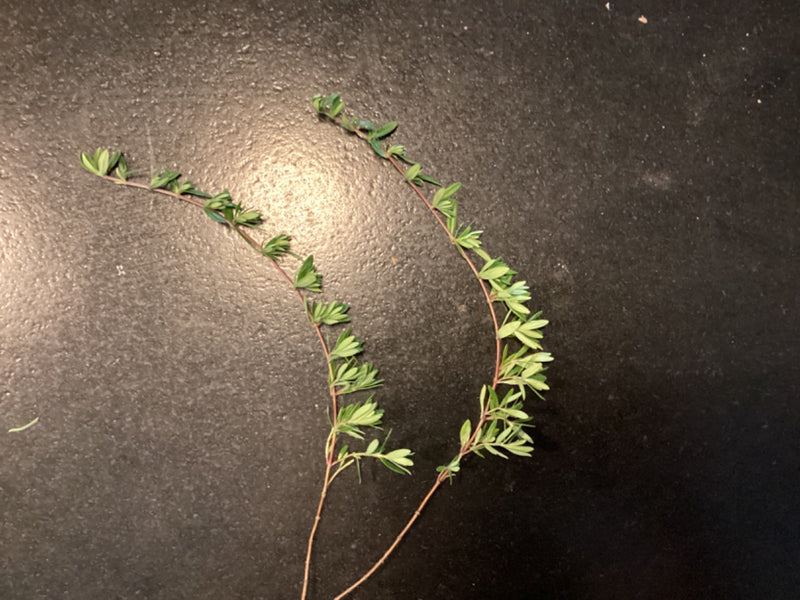 Manuka (Südseemyrte) — Bild 4