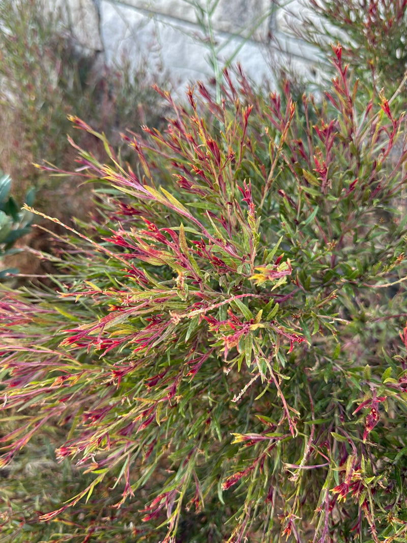 Manuka (Südseemyrte) — Bild 3