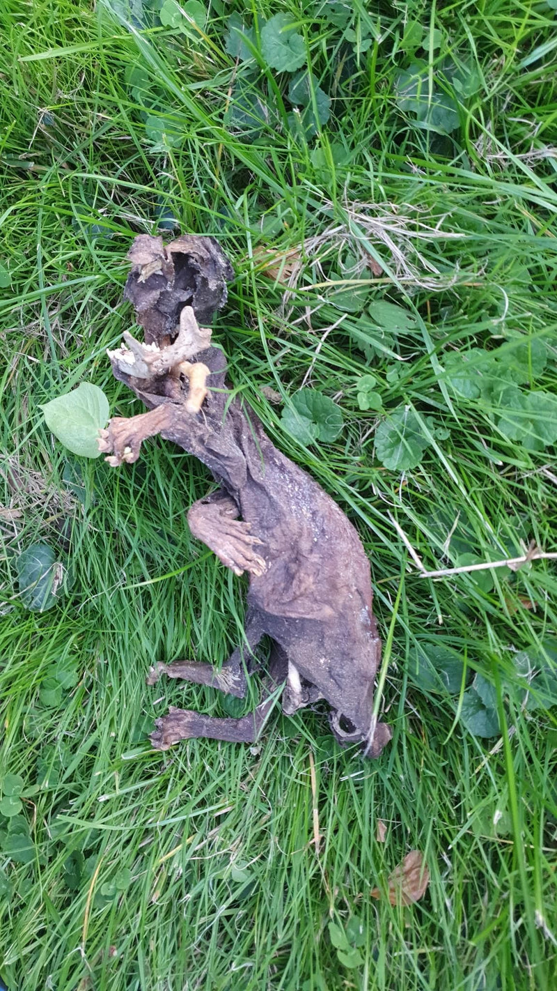 Auf einer grünen Wiese liegt der mumifizierte Körper eines Marders. Der Kadaver zeigt deutlich die Konturen und den Kopf des Tieres im Gras.