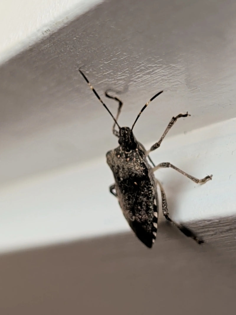 Eine adulte Marmorierte Baumwanze sitzt an einer weißen Wand oder einem Fensterrahmen.