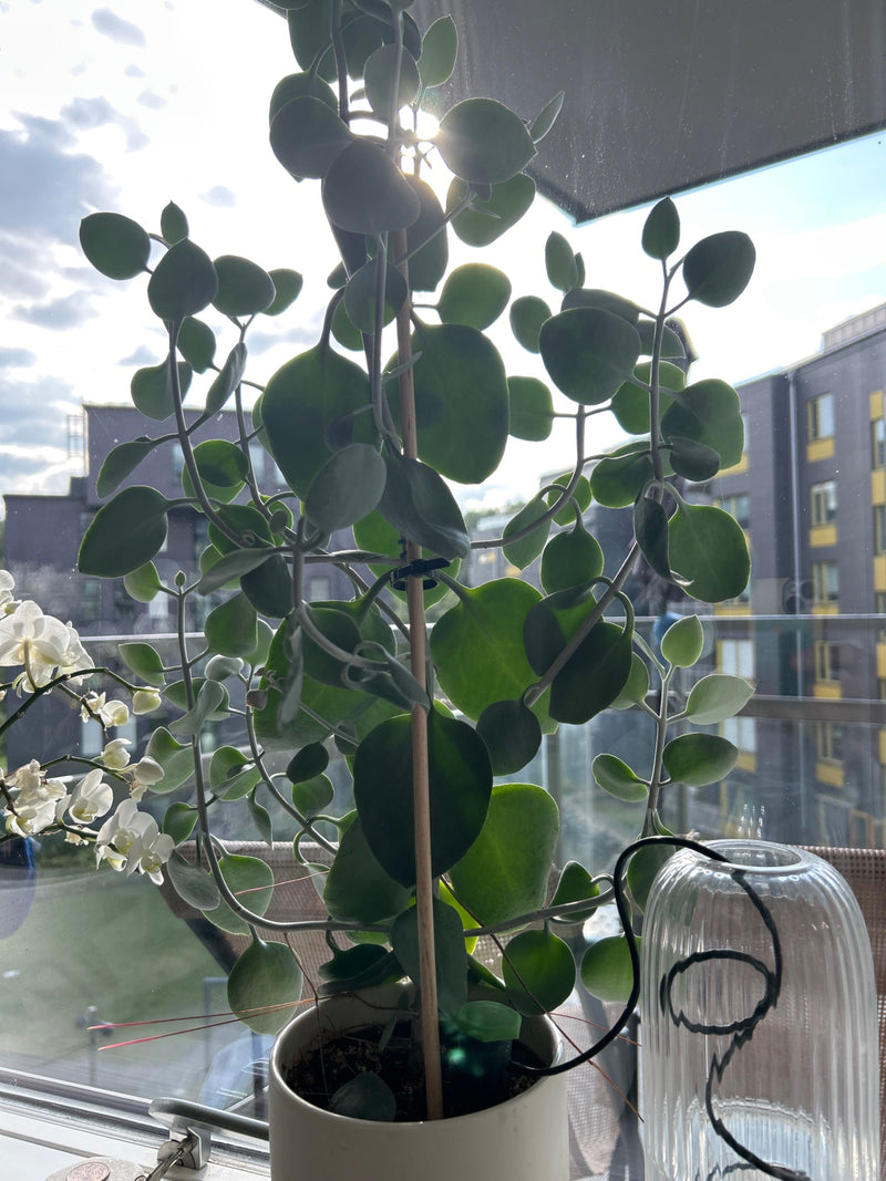 Marniers Kalanchoe — Bild 1 von 1