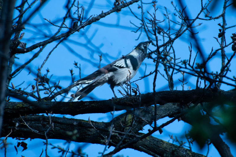 Ein Maskenraupenfänger sitzt auf einem kahlen Ast vor einem blauen Himmel. Der Vogel blickt nach oben und zeigt deutlich seine charakteristische schwarze Ges...