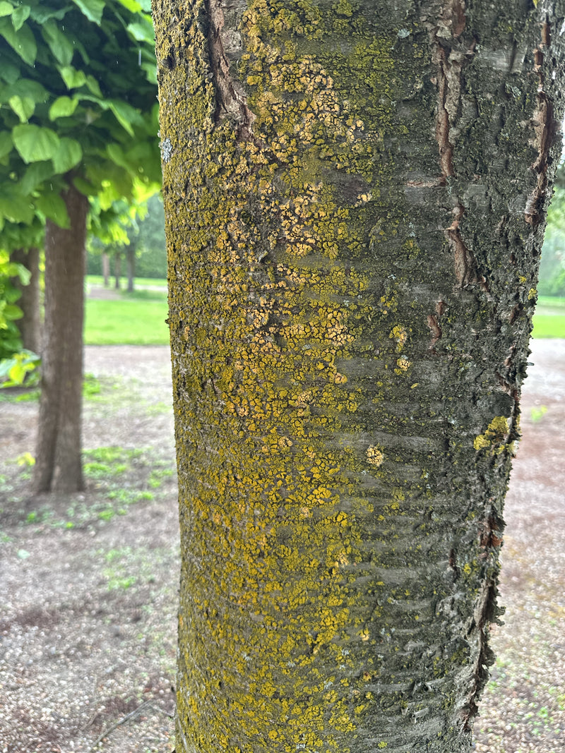 Gewöhnliche Gelbflechte — Bild 2