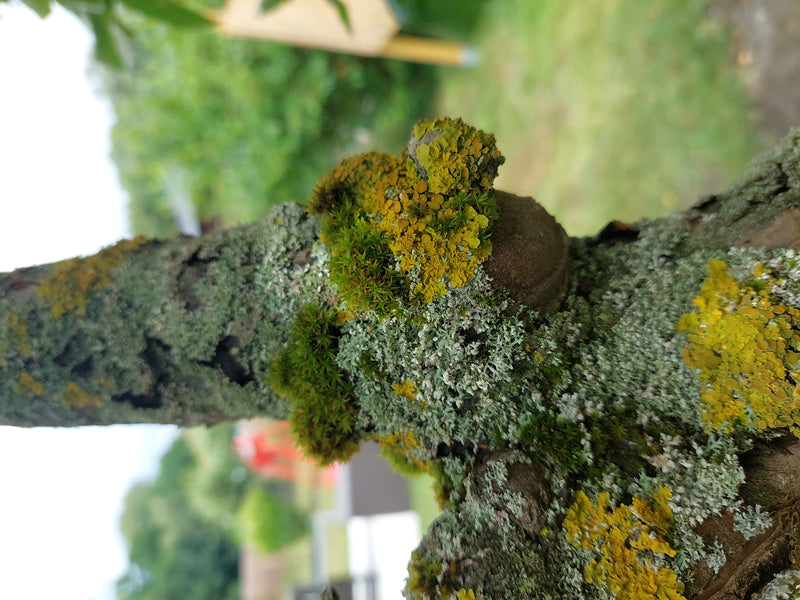Gewöhnliche Gelbflechte — Bild 4