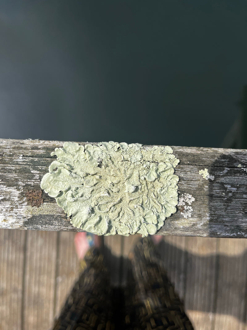 Gewöhnliche Gelbflechte — Bild 3