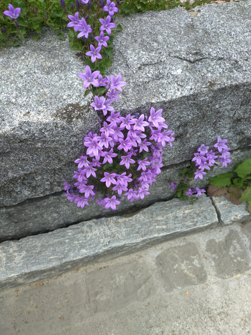 Polster-Glockenblume — Bild 5