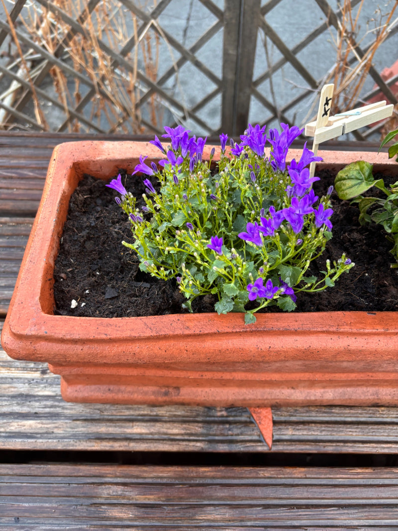 Polster-Glockenblume — Bild 5