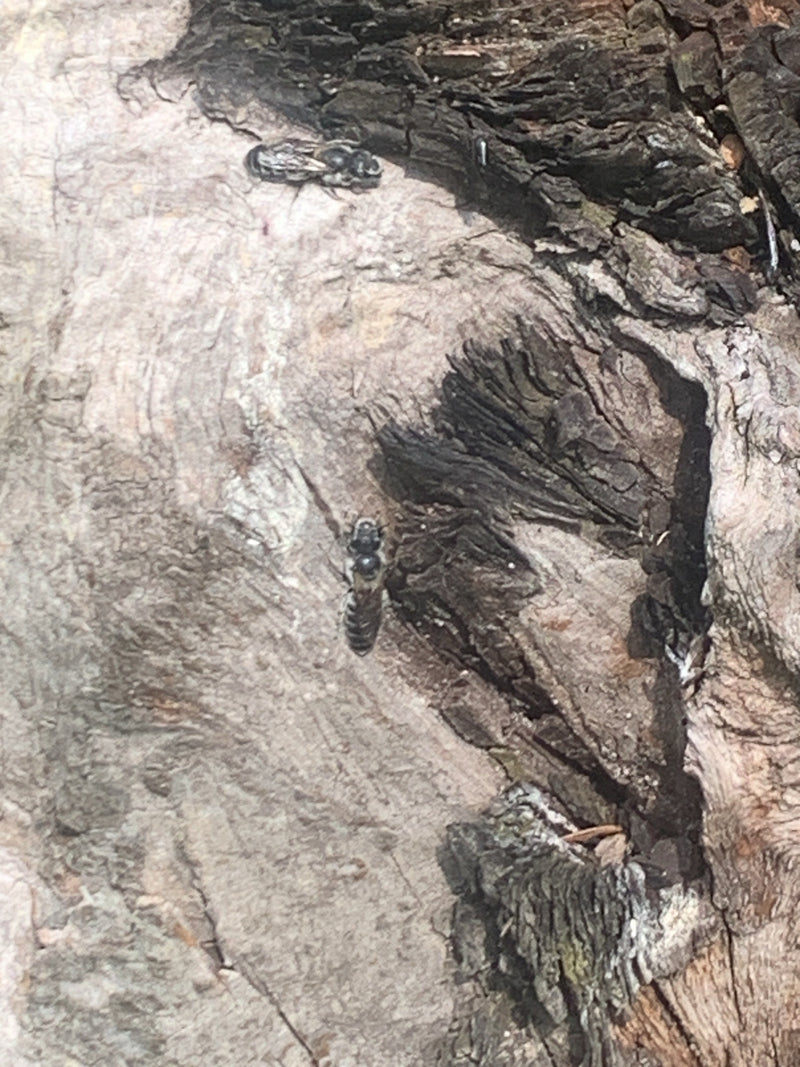 Mauerbienen — Bild 1