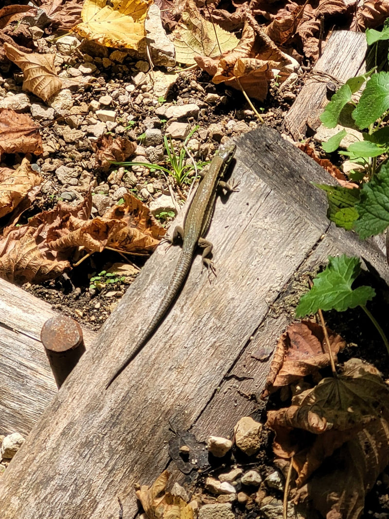 Mauereidechse — Bild 1