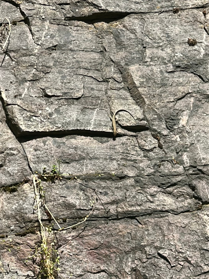 Mauereidechse — Bild 2