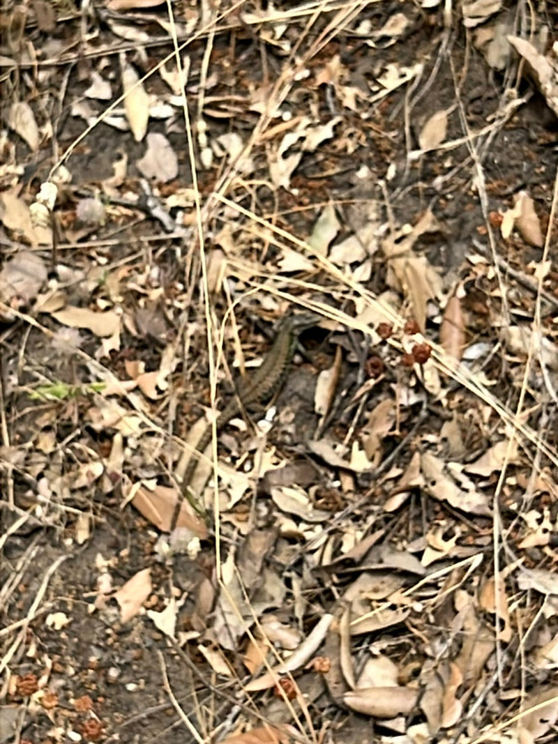 Mauereidechse — Bild 4
