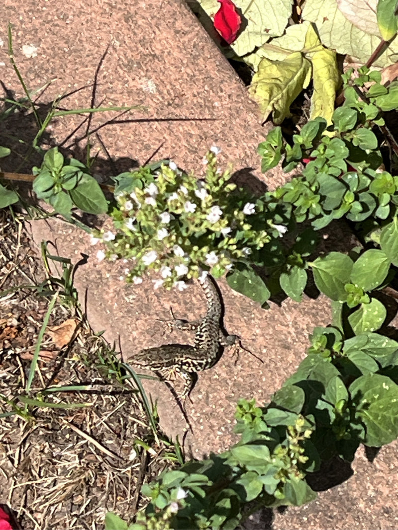 Mauereidechse — Bild 5