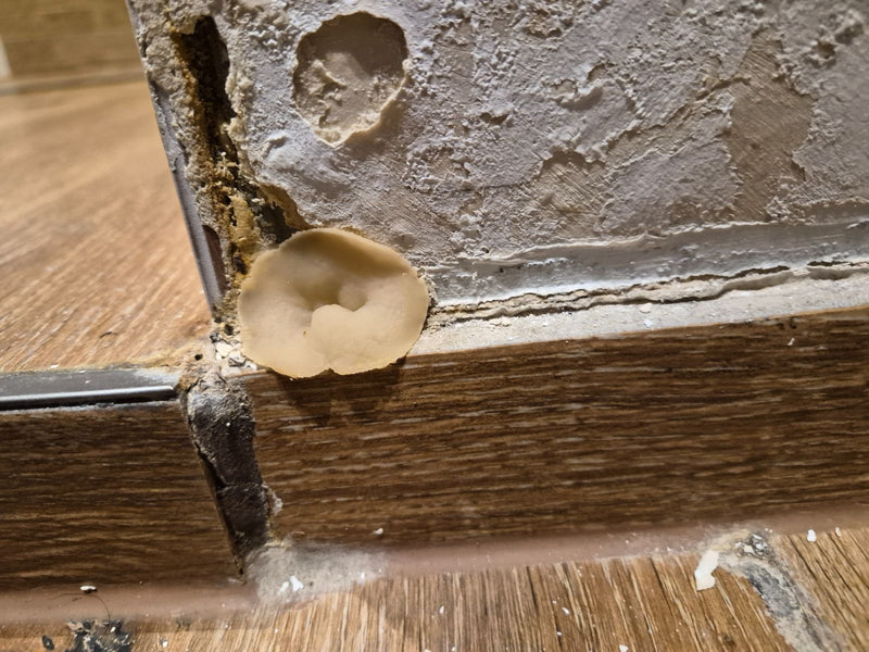 Auf dem Bild ist ein becherförmiger Fruchtkörper des Mauerschwammerls zu sehen, der an einer verputzten Zimmerwand wächst. Das gelbbräunliche Pilzexemplar si...