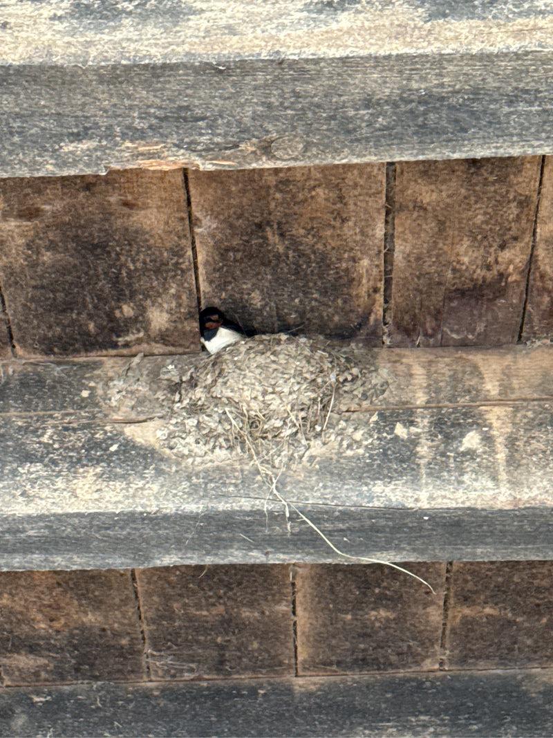 Mauersegler — Bild 4