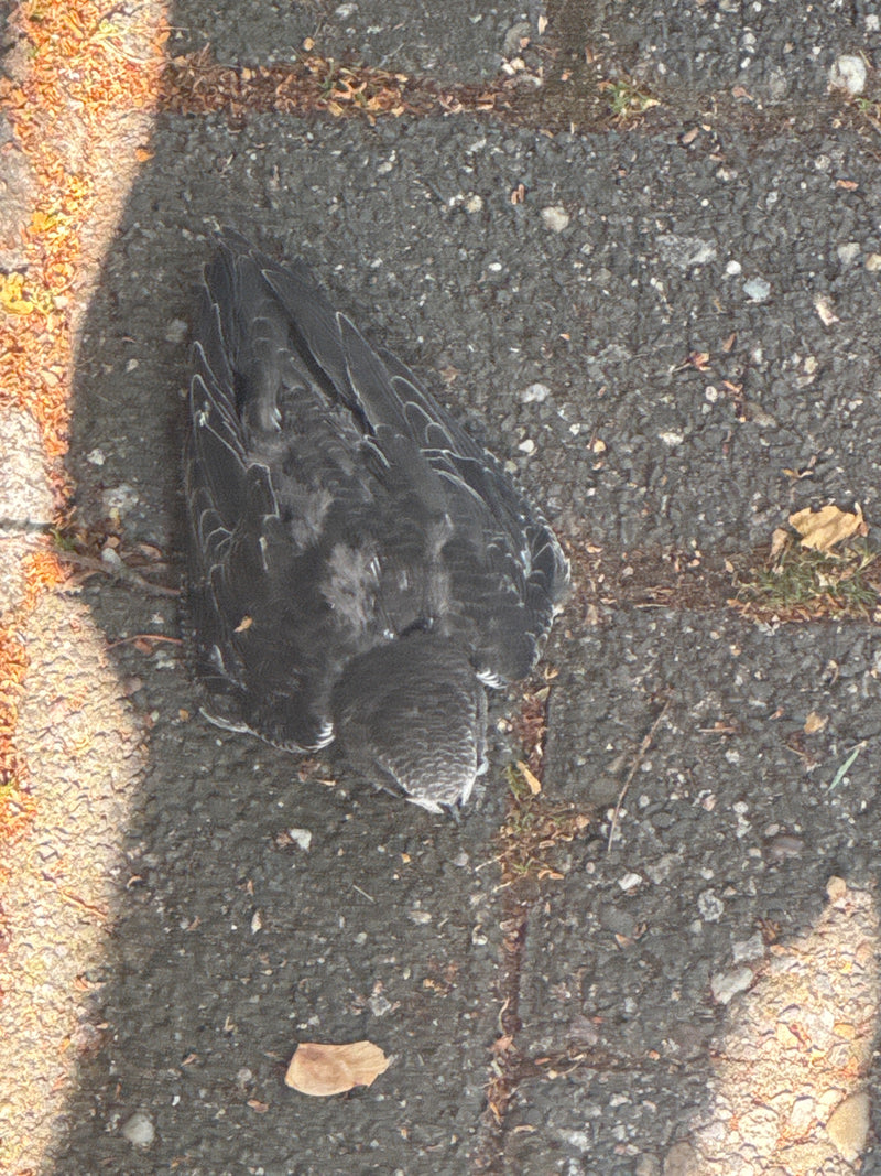 Mauersegler — Bild 3