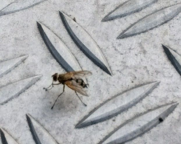 Mauerseglerlausfliege — Bild 2