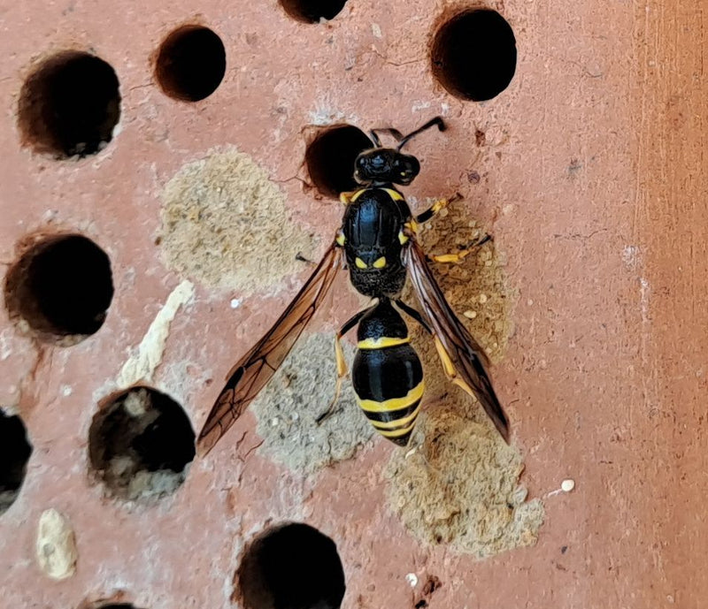 Mauerwespe (Gattung) — Bild 3