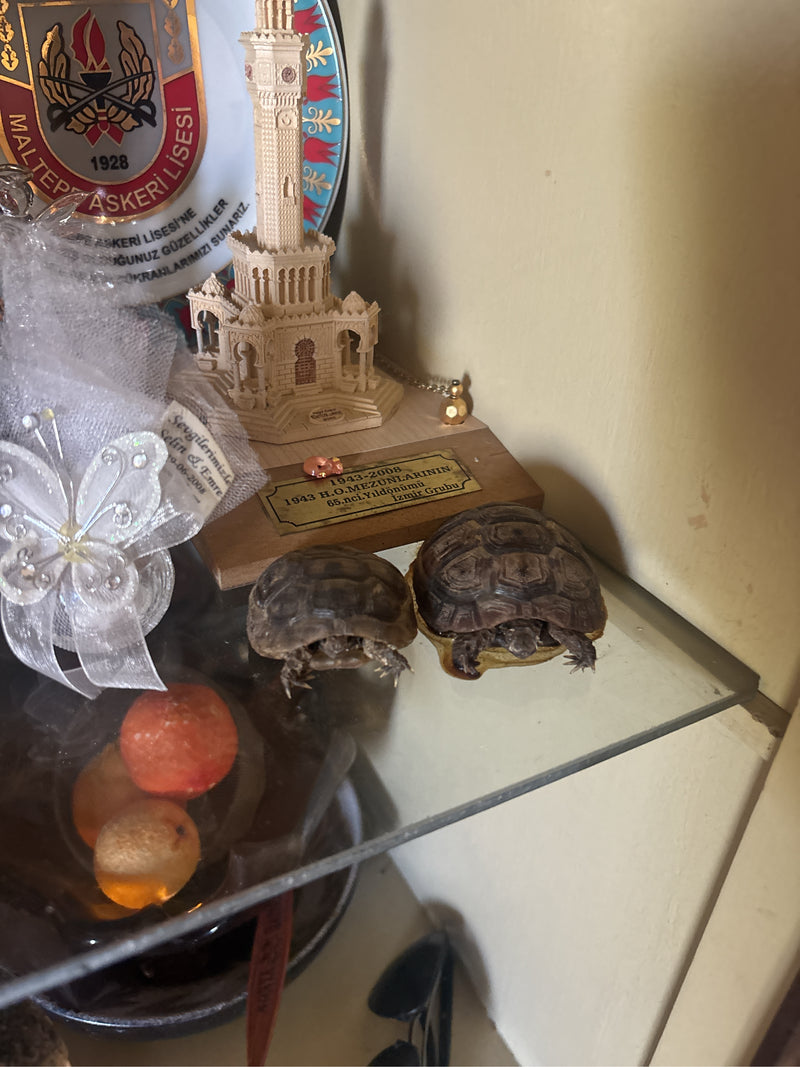 Maurische Landschildkröte — Bild 2