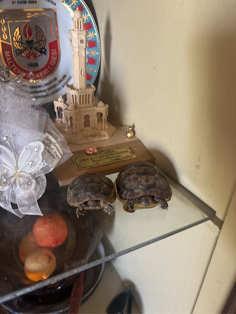 Maurische Landschildkröte — Bild 1
