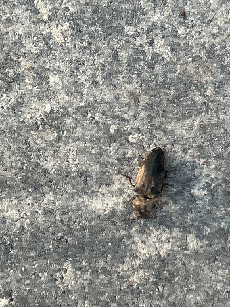 Mausgrauer Schnellkäfer — Bild 3
