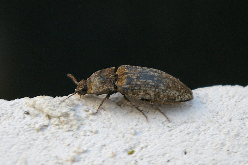 Mausgrauer Schnellkäfer — Bild 4