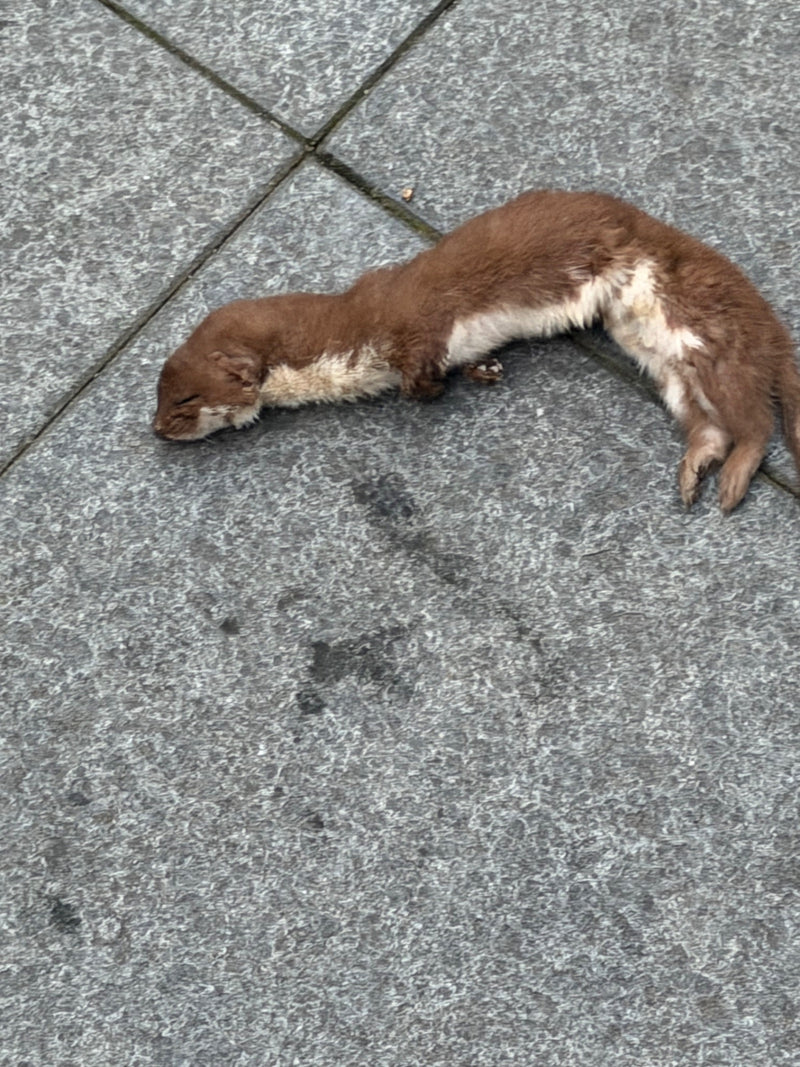 Ein Mauswiesel liegt ausgestreckt auf grauem Steinpflaster.