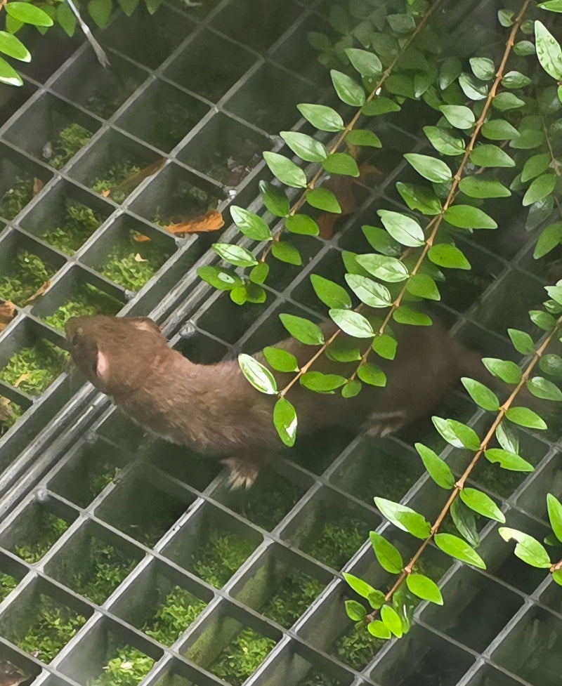Ein Mauswiesel läuft aus der Vogelperspektive über einen Metallgitterrost, teils verdeckt von Blättern.