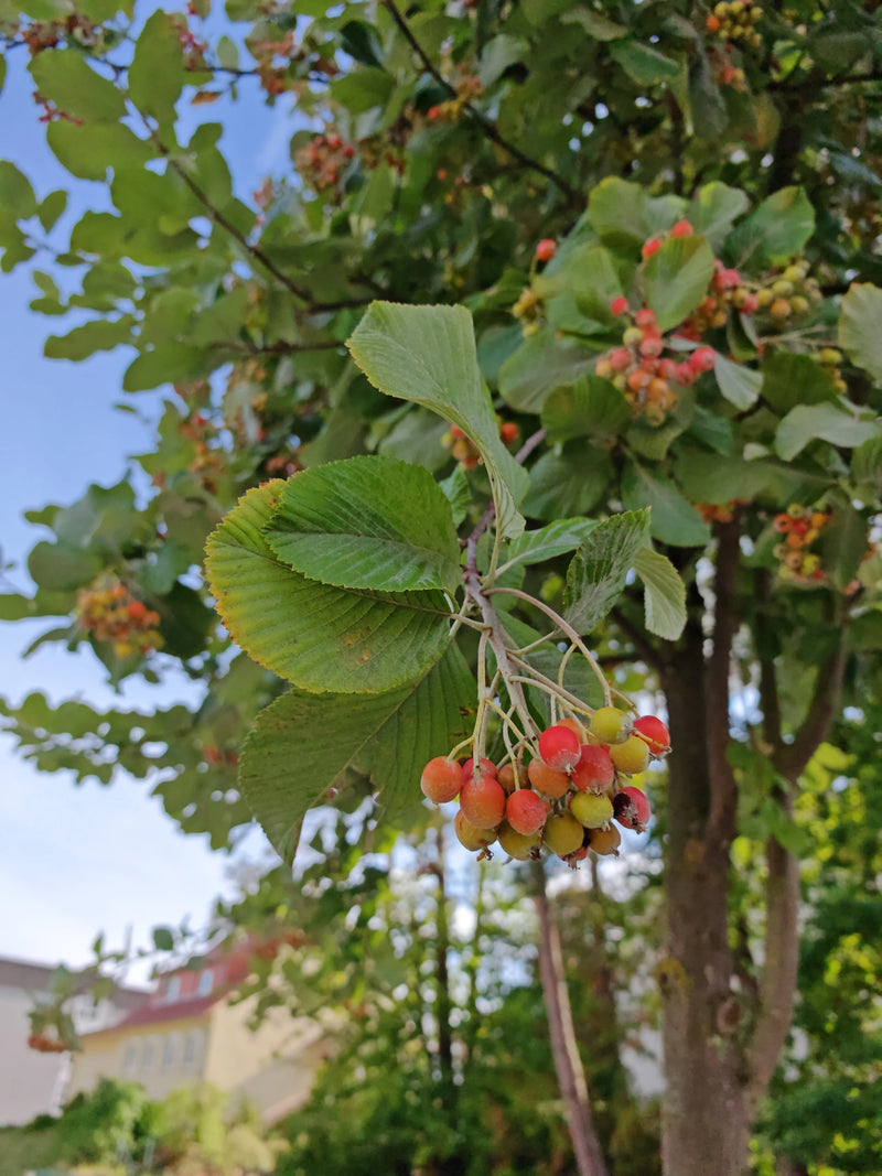 Mehlbeere — Bild 3 von 4