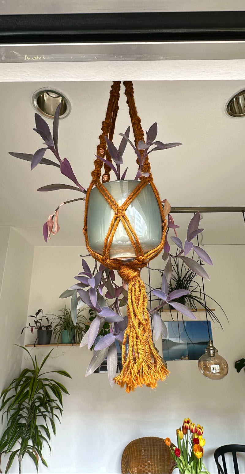Dreimasterblume — Bild 2