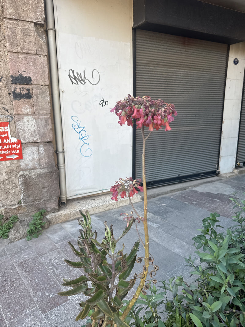 Mexikanische Hutpflanze — Bild 3